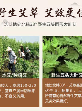 挚艾艾绒纯野生艾不掺假