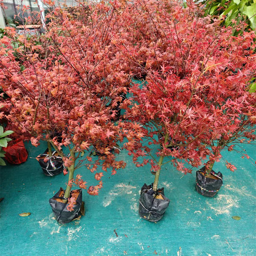 新品日本红枫景观彩叶色植物四季好养活室内桌面盆栽老桩耐寒树苗 - 图1