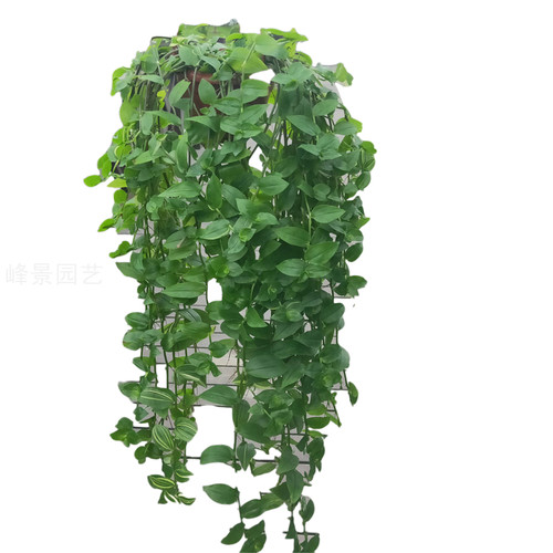 青白玉花叶鸭舌吊兰锦盆栽室内观叶垂吊植物好养活防辐射四季长绿 - 图3