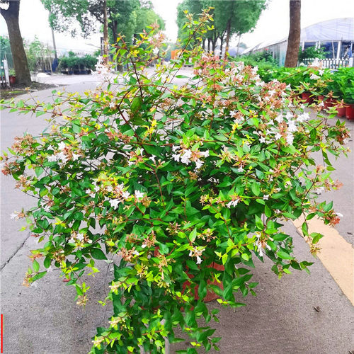 六道木盆栽金叶大苗露天灌木篱笆观花植物地栽庭院阳台多年生包邮 - 图1