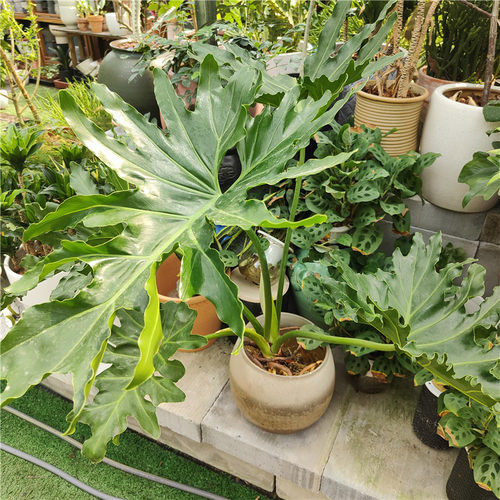 包邮春羽室内盆栽绿植北欧风麒麟尾植物好养活吸甲醛净化空气办公 - 图1