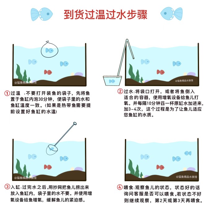 南美亚马孙红文鱼活热带鱼淡水凶猛宠物观赏鱼活苗肉食性猛鱼包活 - 图0