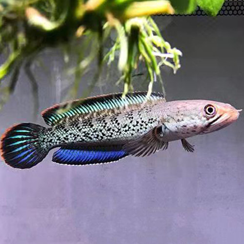 蓝宝石鬼王雷龙鱼巴卡二型凶猛淡水鱼中加红帝王黑魔神雷龙精品 - 图0