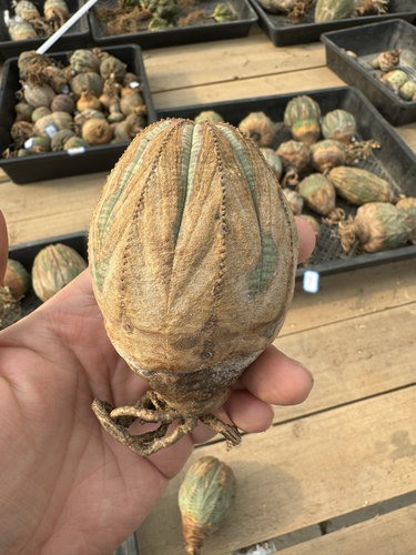 欧系布纹球满绣精品大尺寸巨无霸9.6cm老家布纹球潮流块根植物 - 图2