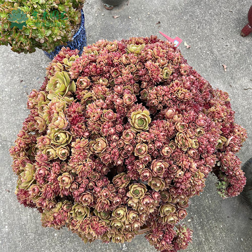 紫羊绒多肉植物玫瑰法师扇面韩国进口法师缀化稀有多肉老桩黑法师 - 图0