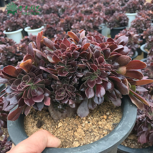 紫羊绒多肉植物玫瑰法师扇面韩国进口法师缀化稀有多肉老桩黑法师 - 图1