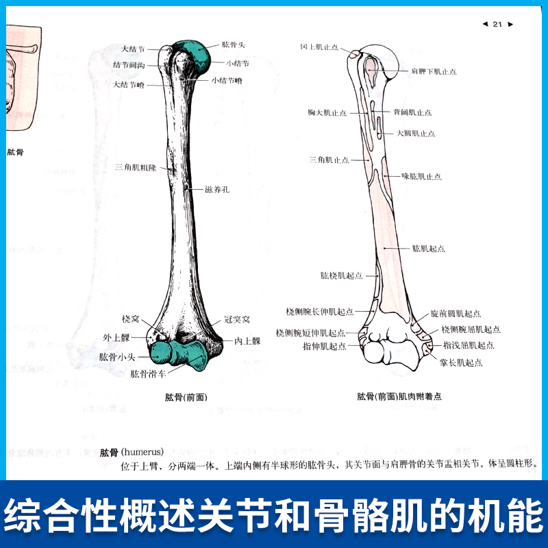 正版 运动解剖学图谱修订第3版 肌肉塑造教程全书 人民体育健身书籍 肌肉健美训练图解 医学实用性人体图谱 运动生理学医学书籍