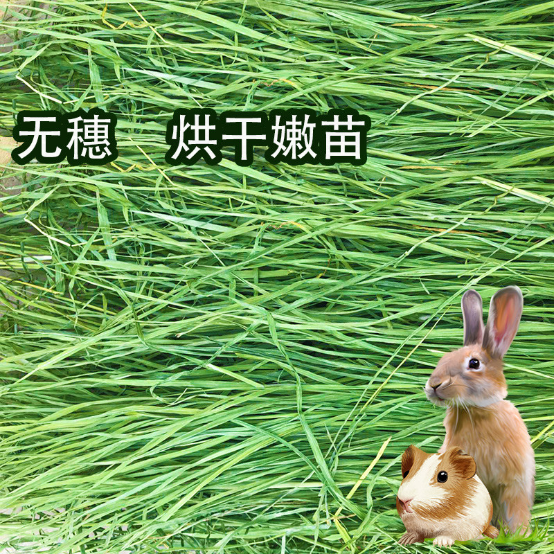 24提摩西新干草 提摩西草500g 荷兰猪饲料龙猫 提草 豚鼠兔粮牧草,淘宝优惠券,粉丝福利购,淘宝优惠卷