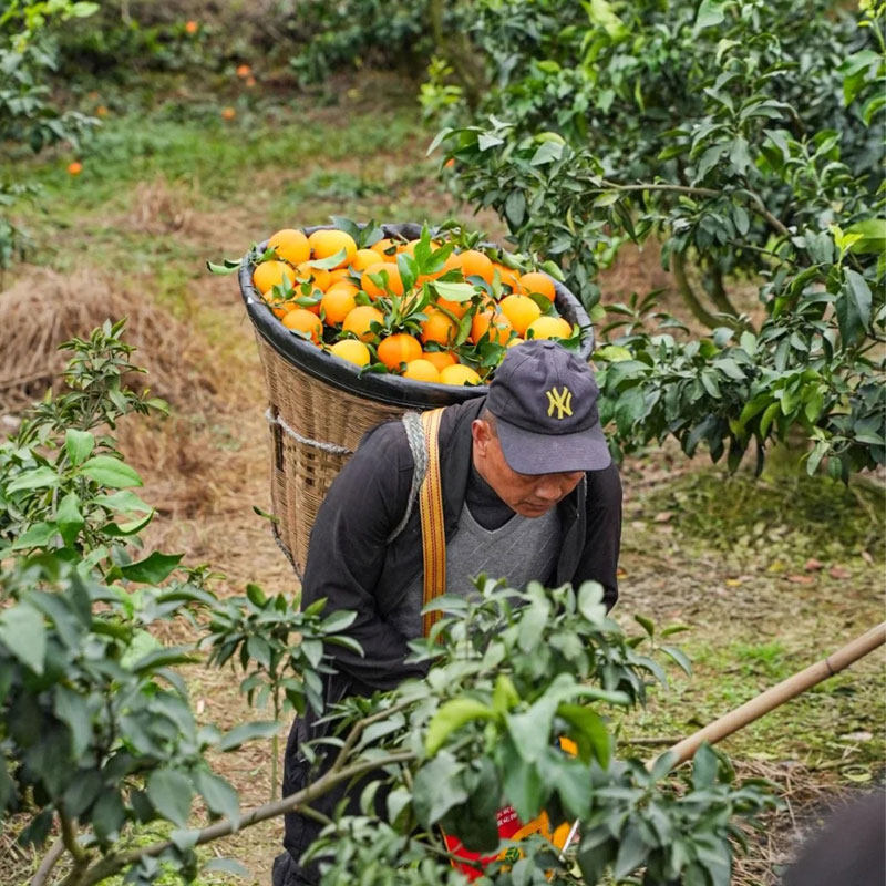 正宗四川爱媛38果冻橙当季新鲜水果应季橙子整箱10斤礼盒装橘子桔,淘宝优惠券,粉丝福利购,淘宝优惠卷