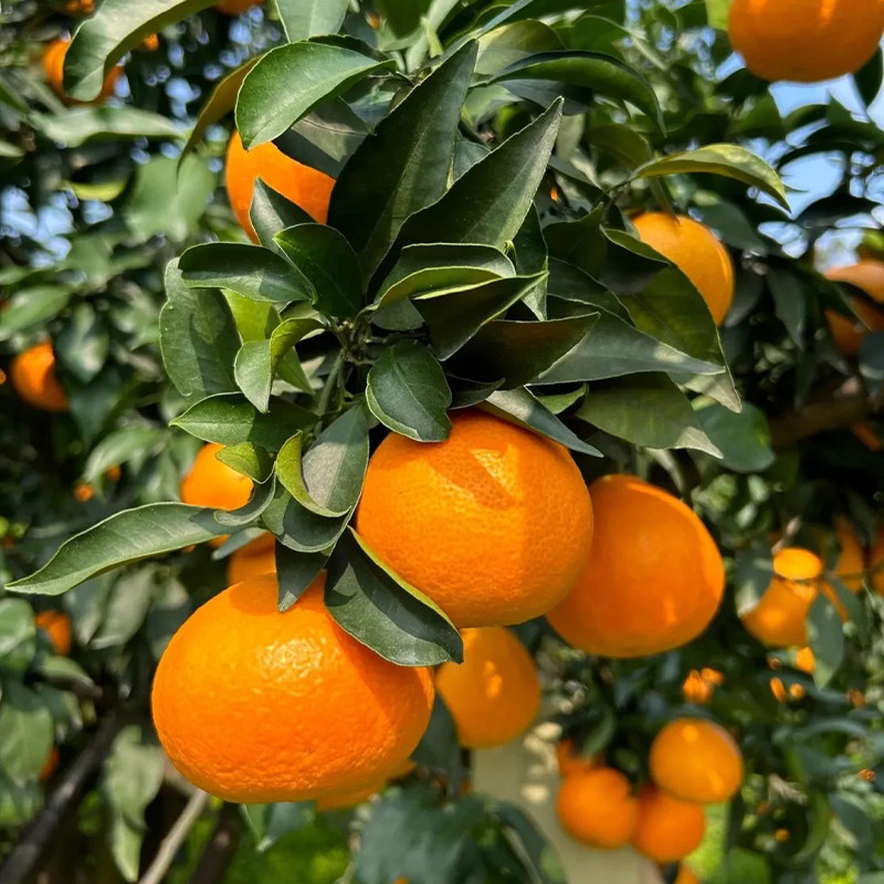 正宗四川爱媛38果冻橙当季新鲜水果应季橙子整箱10斤礼盒装橘子桔,淘宝优惠券,粉丝福利购,淘宝优惠卷