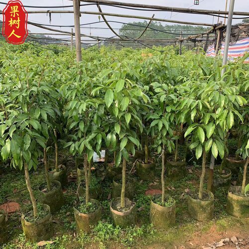 【荔枝果树苗】各种优质荔枝品种嫁接苗花园庭院楼顶阳台盆栽地栽 - 图2