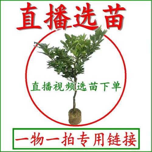 直播间各种果树苗一物一拍盆栽地栽阳台庭院南北方种植当年结果树 - 图0