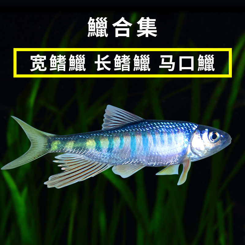 鱼鳍带刺是什么鱼,鱼鳍带刺的海鱼,背鳍带刺的鱼_大山谷图库