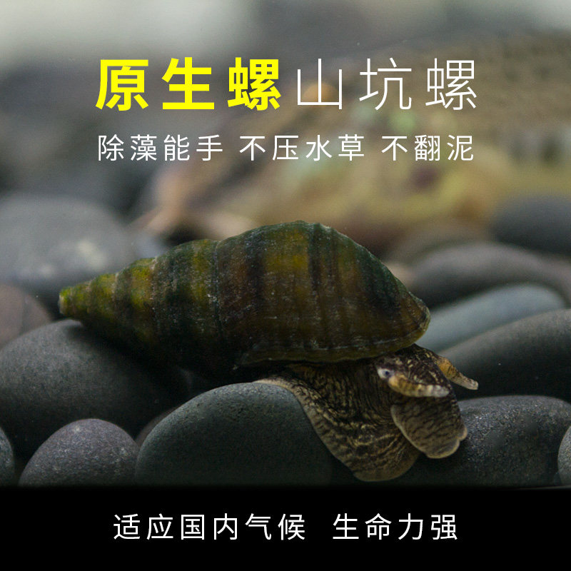 哪些螺可以冷水养,什么螺不用加,淡水螺有哪些_大山谷图库