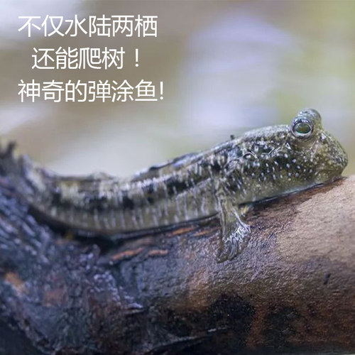 弹涂鱼活鱼跳跳鱼滩涂鱼淡水观赏鱼宠物饲料鱼缸沙红旗鳍淡化冷水 - 图1