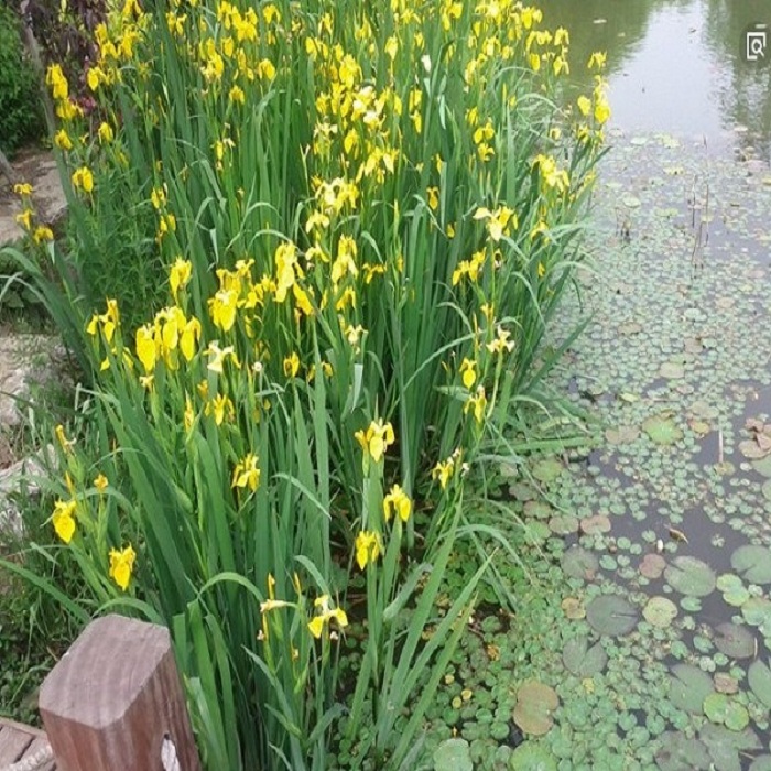 水竹苗 盆栽水培旱伞草水养 鱼池 净水水生 再力花黄菖蒲水生植物 - 图0