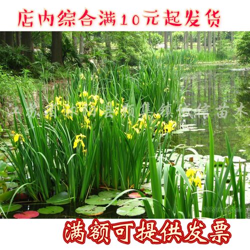 菖蒲鸢尾苗常绿水生植物黄菖蒲再力花风车草水竹芦苇美人蕉苗香蒲 - 图0