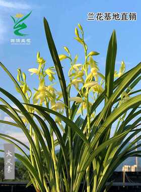 室内浓香型当年翁源开花建兰办公室好养四季兰花苗绿植盆栽大凤素