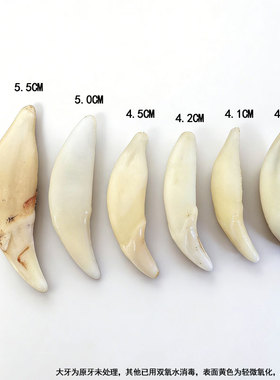 黑狗牙真品真狗牙齿狗牙齿吊坠红绳婴儿挂件护身符成人手绳脚绳