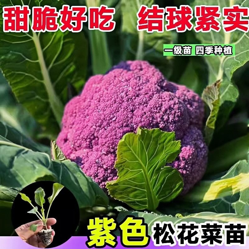 紫花菜秧苗带土发货特色花椰菜西蓝花苗春秋四季菜花阳台蔬菜苗,淘宝优惠券,粉丝福利购,淘宝优惠卷