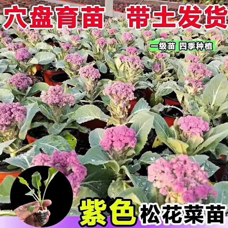 紫花菜秧苗带土发货特色花椰菜西蓝花苗春秋四季菜花阳台蔬菜苗,淘宝优惠券,粉丝福利购,淘宝优惠卷