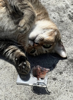 亚克力解压立牌摆件定制宠物猫咪狗狗表情照片来图定制
