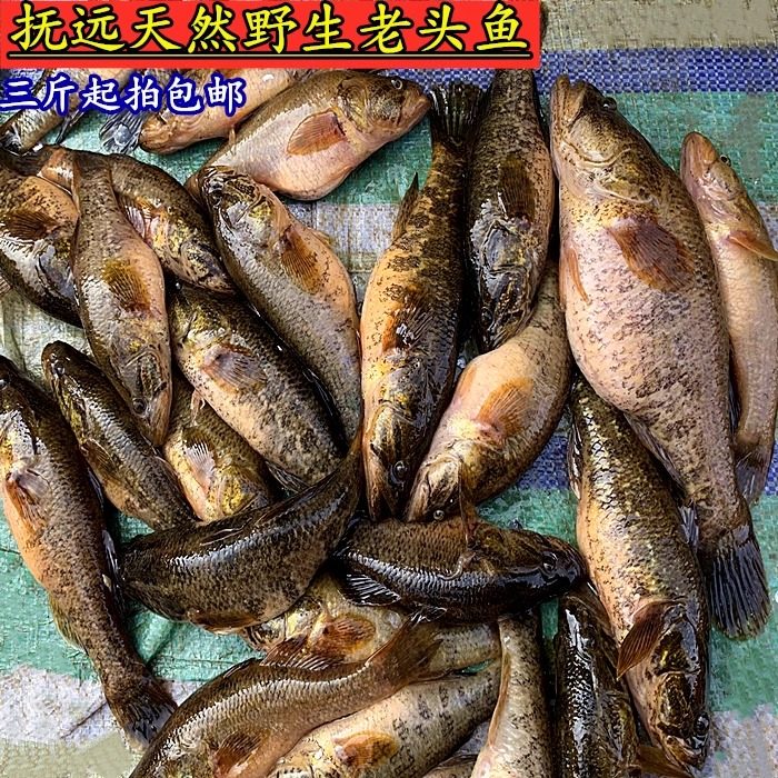 黑龙江土特产东北鲜活老头鱼新鲜速冻山胖头大头鱼食用淡水小杂鱼,淘宝优惠券,粉丝福利购,淘宝优惠卷