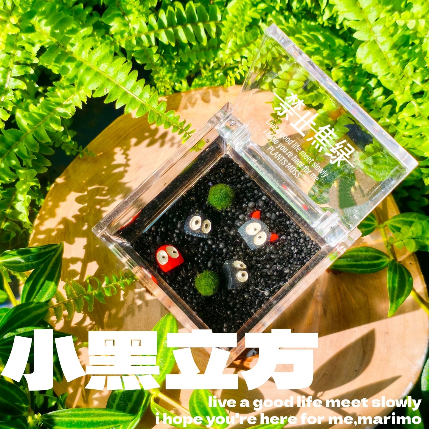 海藻球微景观 森林立方生态瓶 创意迷你植物水培植物球藻生长观赏,淘宝优惠券,粉丝福利购,淘宝优惠卷