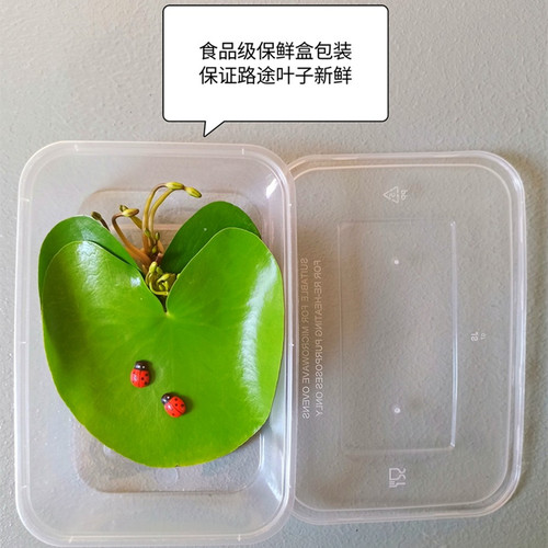 一叶莲碗莲室内水培植物花卉鱼缸水草造景好养水生睡莲净化水质 - 图1