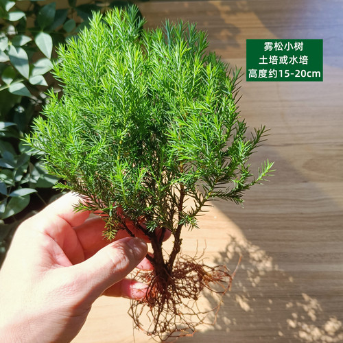 苔藓水陆缸植物室内办公室迷你盆栽绿植花卉水培植物网纹草蕨类 - 图0