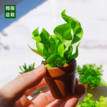 Thumb Potted Moss Microscape Creativity Small Plant Tree Office Desktop Bonsai Cute Fresh Green Plant