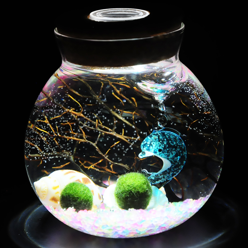 趣味热植海藻球微景观生态瓶DIY球藻水培植物创意礼物桌面小盆栽 - 图1