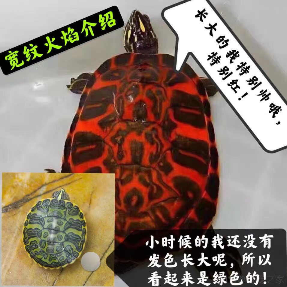 纯种火焰龟鱼缸混养深水龟清道夫吃粪龟宠物龟冷水宽纹小乌龟活物-图1