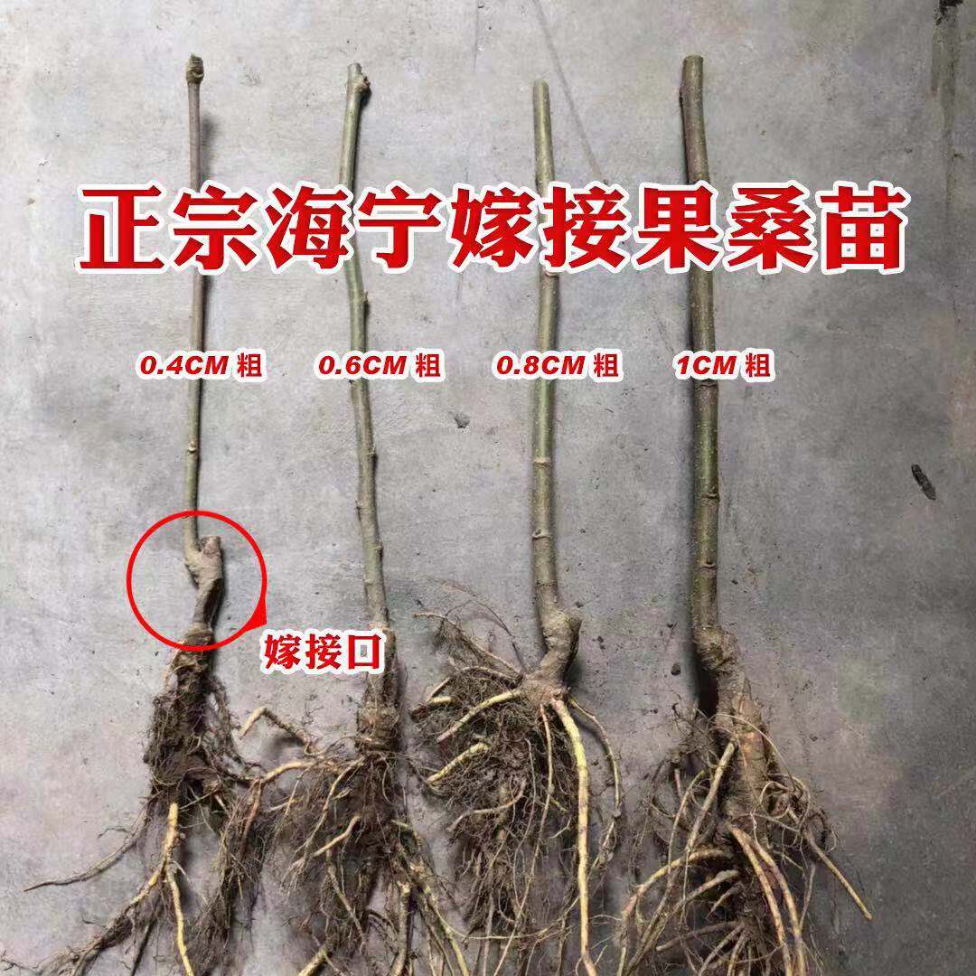 桑葚树苗无籽大十台湾长果果桑苗桑椹苗桑葚苗地栽盆栽占地果树苗-图2