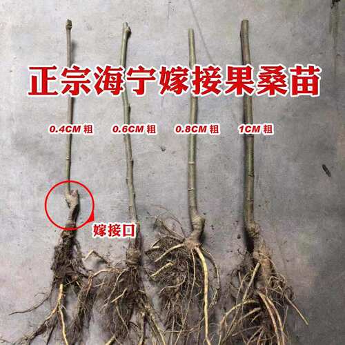 桑葚树苗无籽大十台湾长果果桑苗桑椹苗桑葚苗地栽盆栽占地果树苗 - 图1