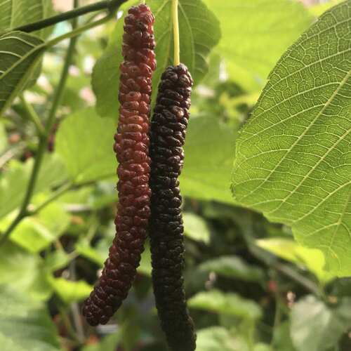 无籽大十果桑苗桑葚树苗桑树苗桑葚苗台湾长果果树占地桑果树 - 图1