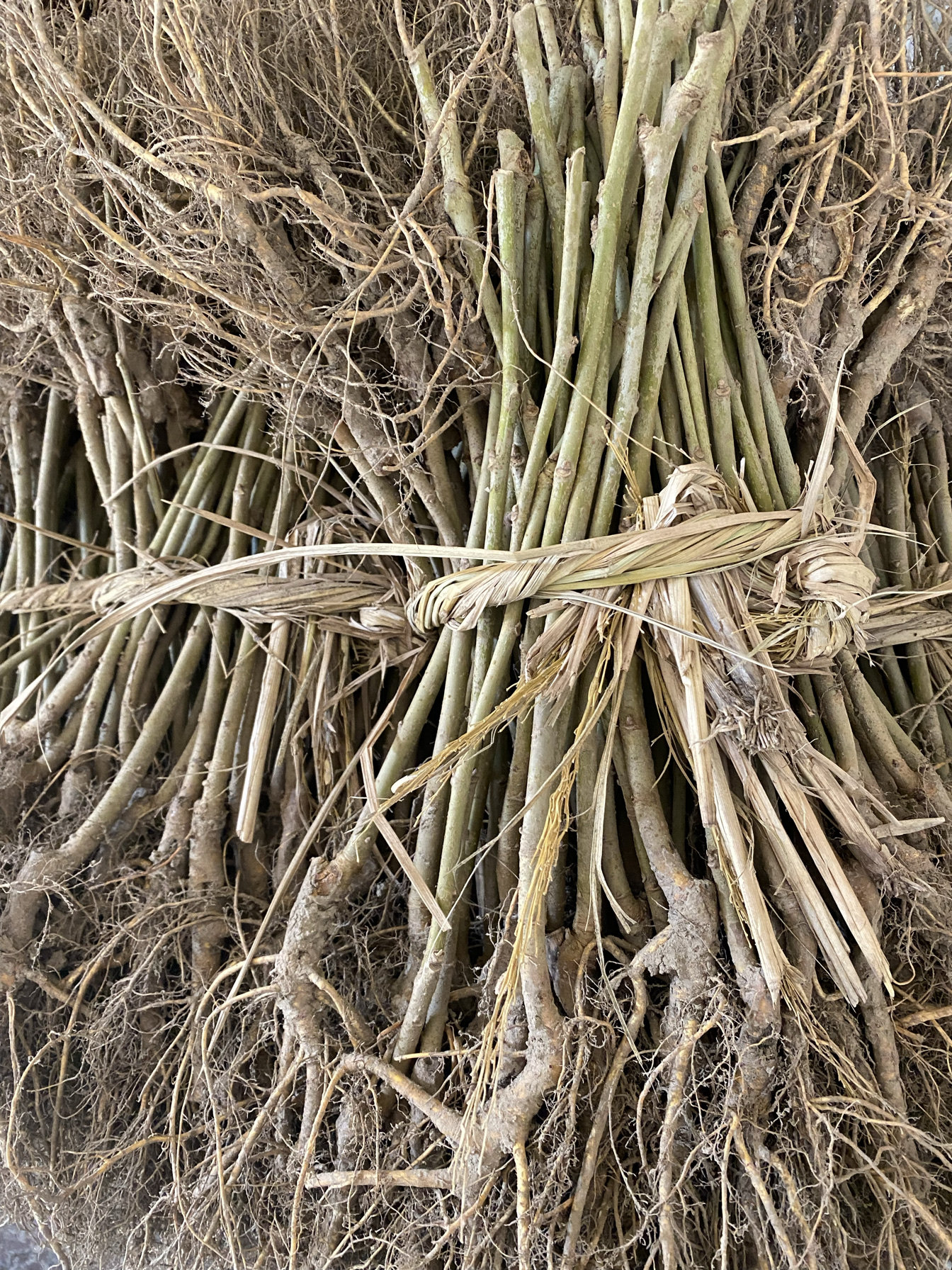 强桑1号蚕桑苗农桑14号桑树苗养蚕大叶桑嫁接苗地栽盆栽大叶蚕桑,淘宝优惠券,粉丝福利购,淘宝优惠卷