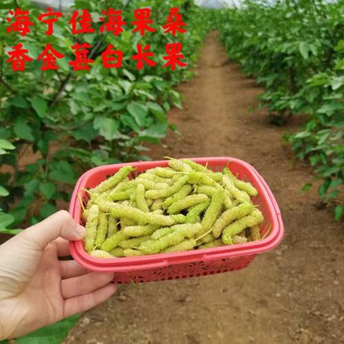 台湾长果桑无籽大十果桑苗桑葚树果树苗地栽南方果桑苗北方种植 - 图1