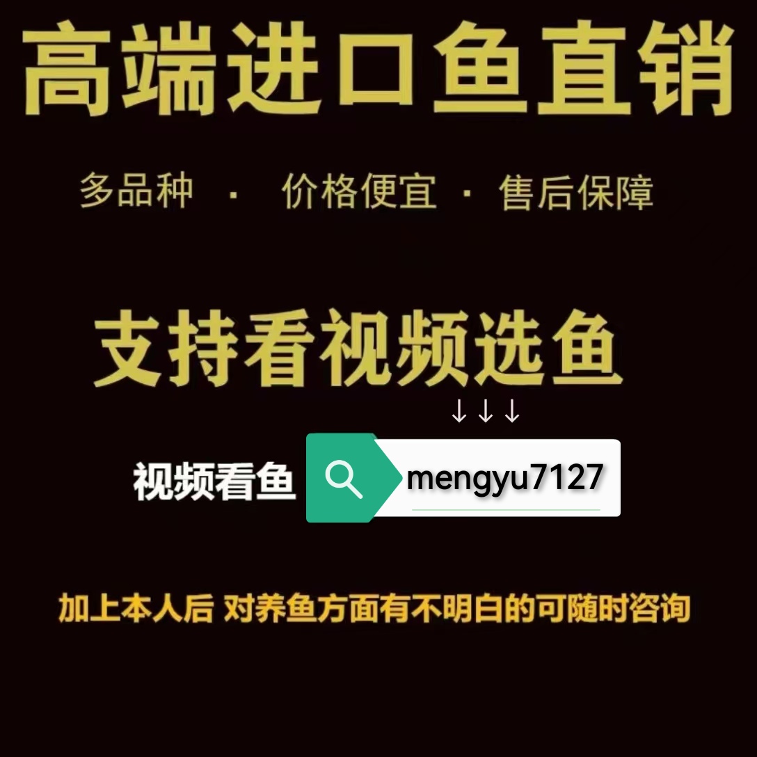 中大型雷龙雷龙鱼黄金眼镜蛇雷龙观赏鱼雷龙鱼眼睛蛇印度进口-图2