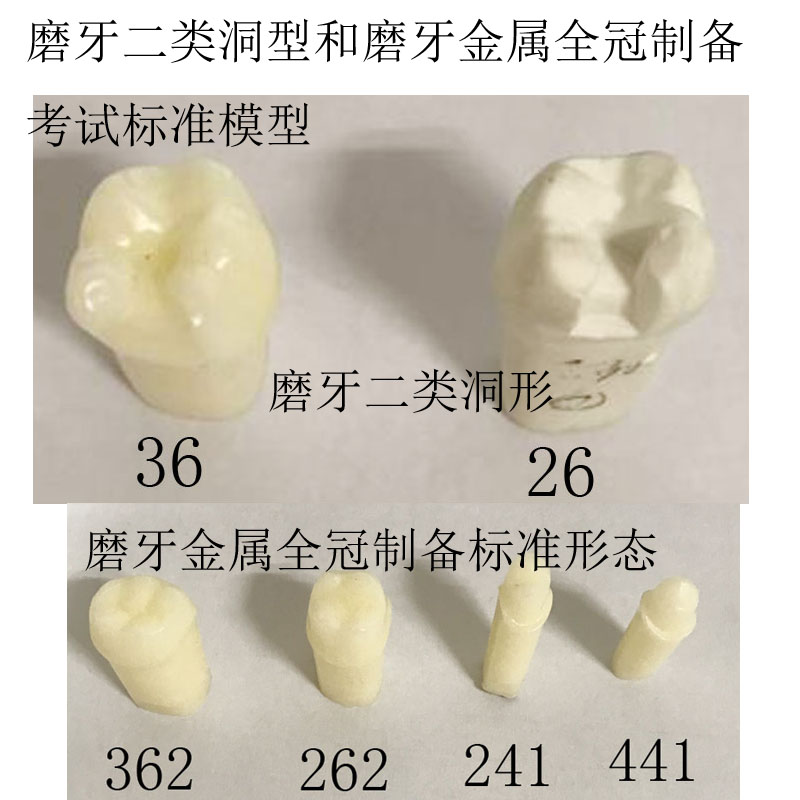 牙齿预备评价标准模型牙科口腔备牙模型牙齿模型-图2