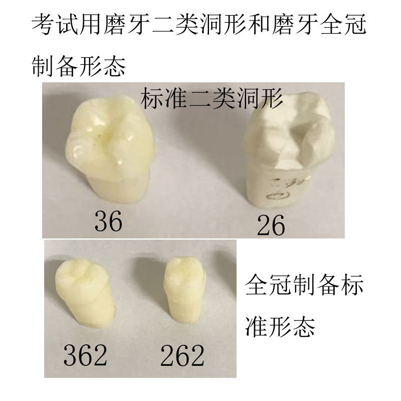 牙齿预备评价标准模型牙科口腔备牙模型牙齿模型-图0