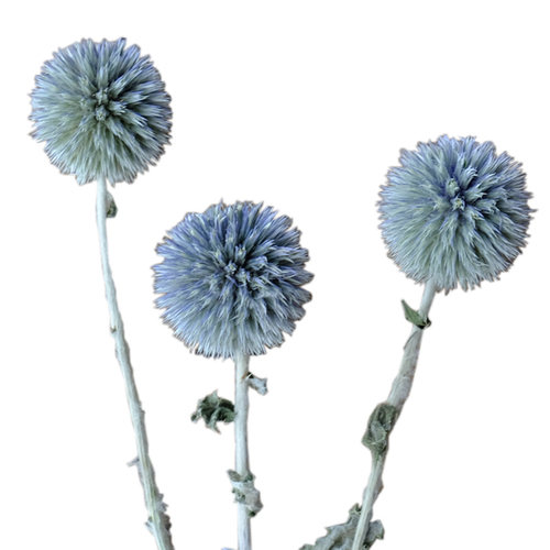 【复古风干花材料】短枝真植物标本相框diy花艺手作绣球欧式树叶 - 图3