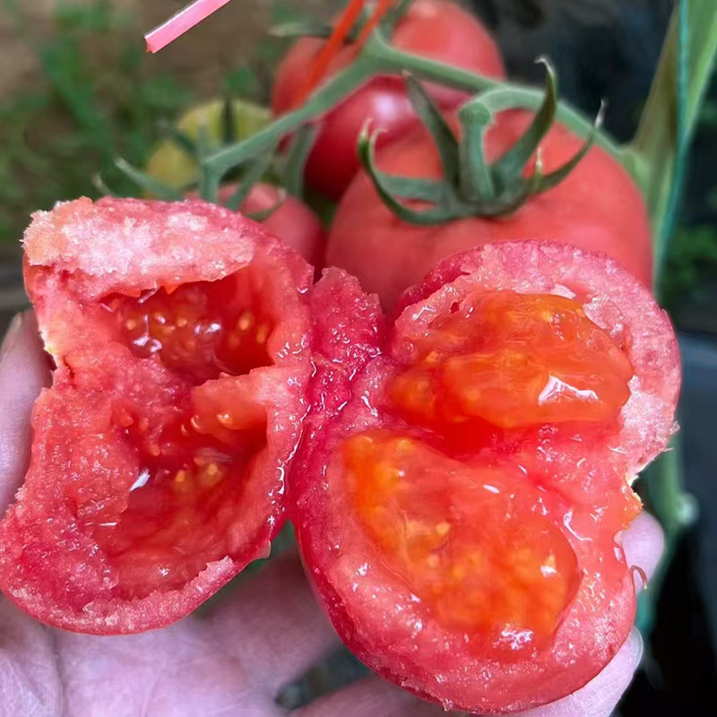 【顺丰包邮】新鲜陕西普罗旺斯水果西红柿当季蔬菜沙壤自然熟番茄,淘宝优惠券,粉丝福利购,淘宝优惠卷