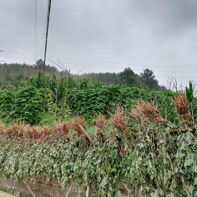 老鱼腥草新鲜折耳根开花野生现摘节儿根带根侧耳根发货泡茶水晒干 - 图0