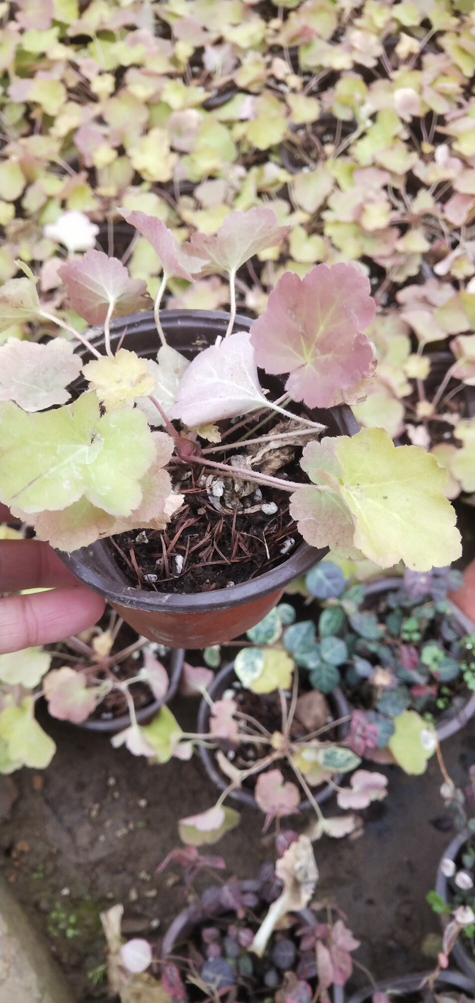 矾根花苗盆栽四季常青地被类花卉耐寒庭院花镜植物阳台大叶花卉