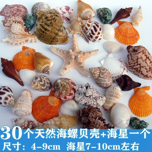 天然海螺贝壳海星鱼缸水族箱造景装饰寄居蟹换壳工艺品收藏小礼物