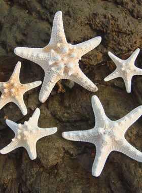 天然海星标本摄影道具地台摆件