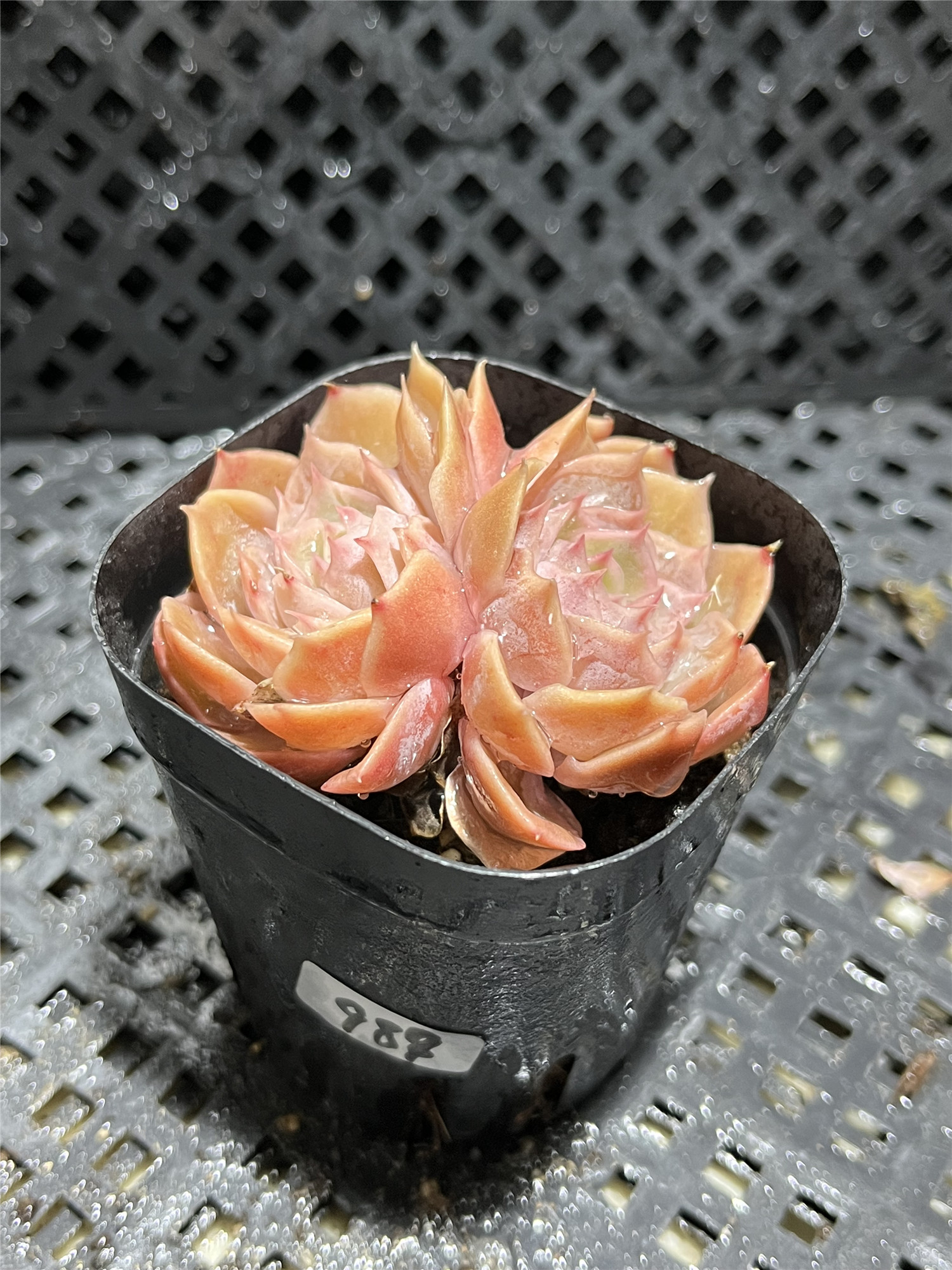 黄金昂斯诺果冻色多肉植物老桩精品控养一物一拍防辐射花卉