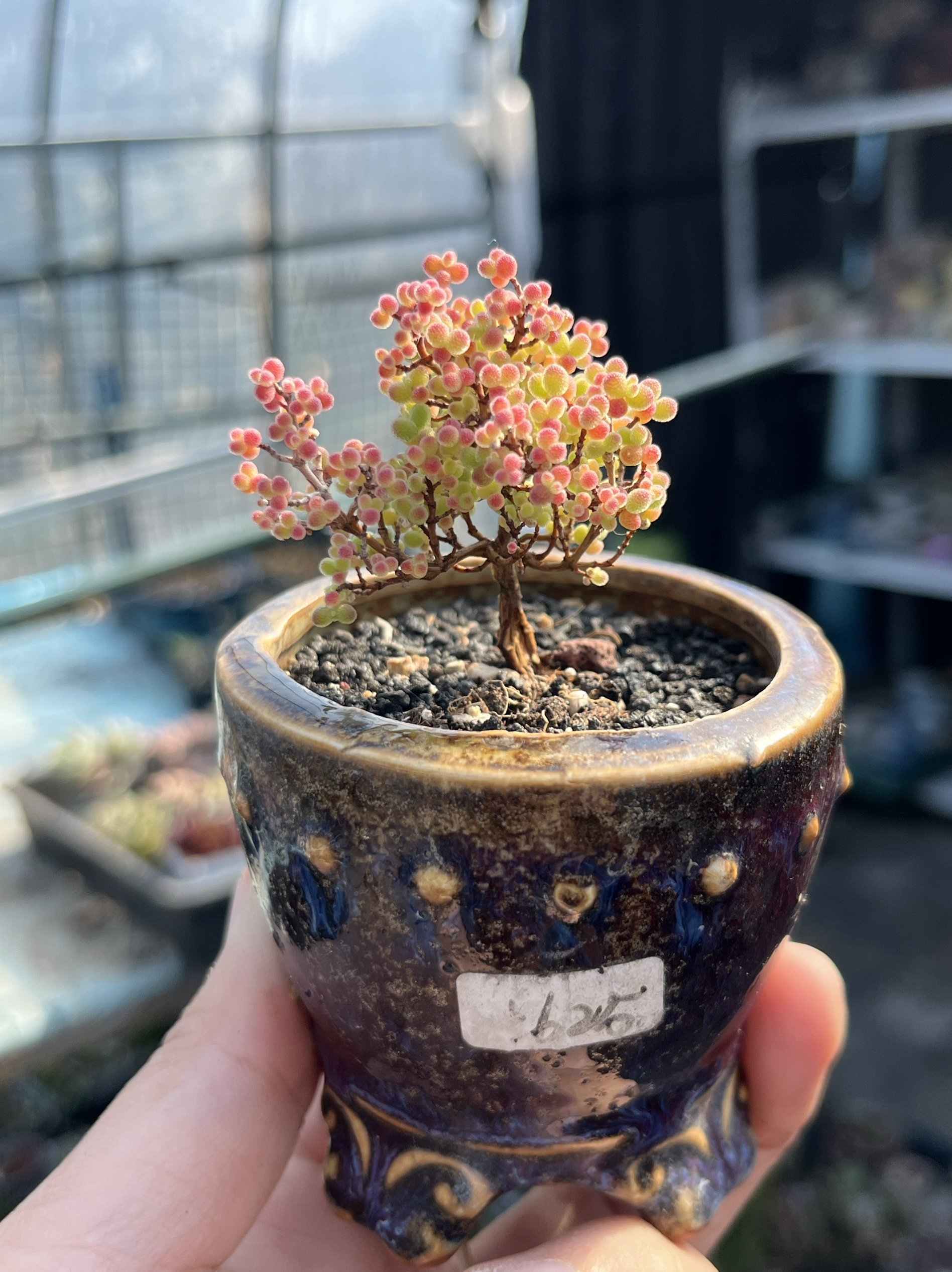 含盆，实生蜜橘糖球蜜桔枝干番杏小树形悬崖老桩多肉植物一物一拍,淘宝优惠券,粉丝福利购,淘宝优惠卷