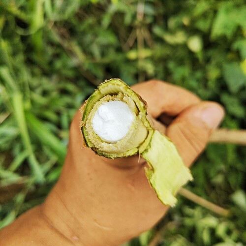 贵州通脱木中草药材通草根木通树大通草天麻子通花根新鲜现挖500g - 图1